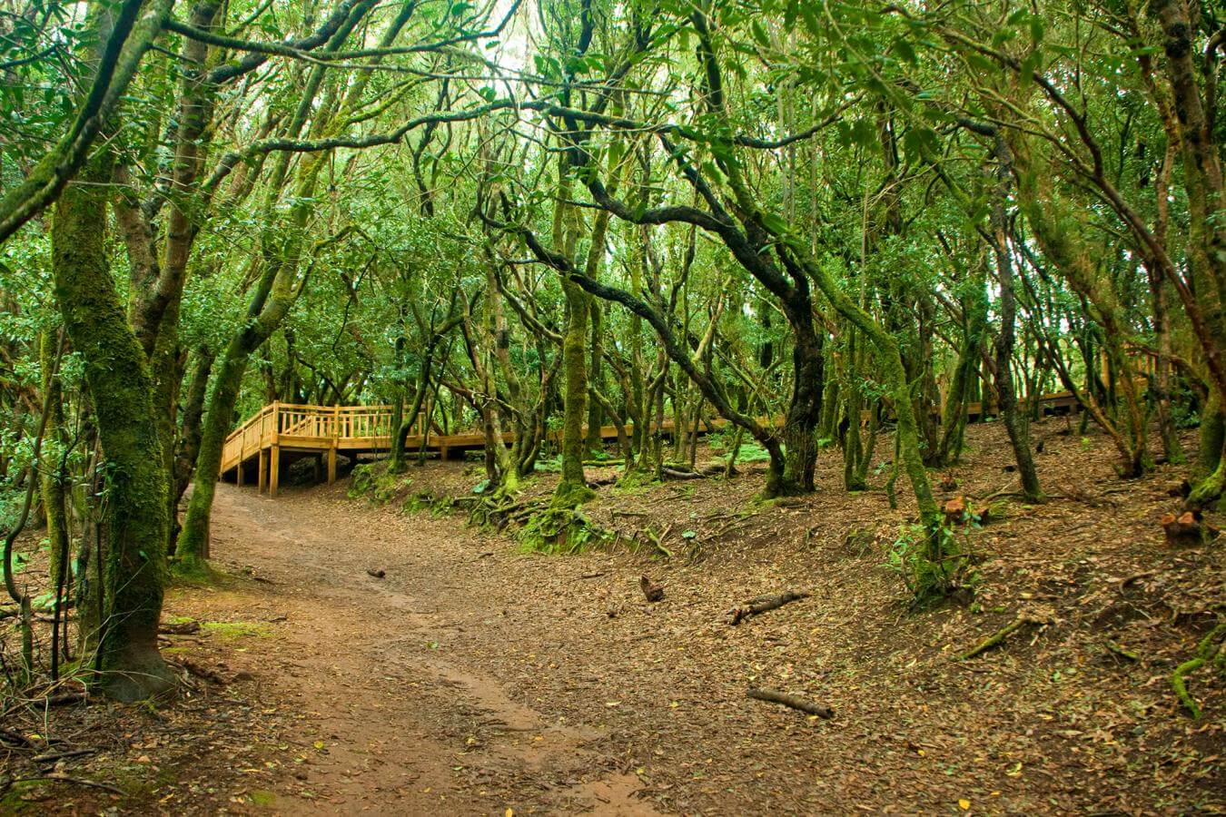 Anaga, Tenerife.